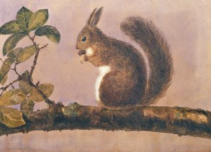 Studie eines Eichhörnchens auf einem Ast, um 1840