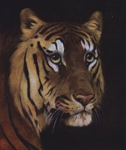 Studie eines Tigerkopfes von English School