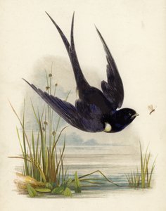 Swift von English School