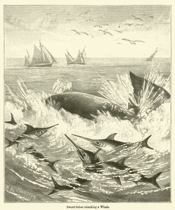 Schwertfische greifen einen Wal an (Gravur) von English School