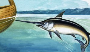 Schwertfisch