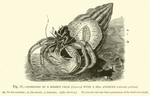 Symbiose einer Einsiedlerkrebs (Pagurus) mit einer Seeanemone, Adamsia palliata von English School