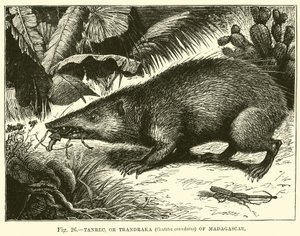 Tanrec oder Trandraka (Centetes ecaudatus) von Madagaskar von English School