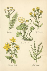 Rainfarn, Narde, Sauerklee, Johanniskraut, Igelkolben von English School