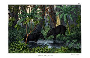 Tapir von English School