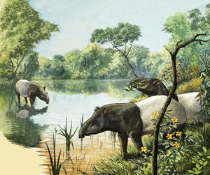 Tapire, Illustration aus Naturwunder