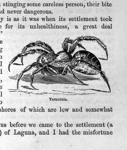 Tarantel, aus Santo Domingo Vergangenheit und Gegenwart von Samuel Hazard, veröffentlicht 1873 von English School