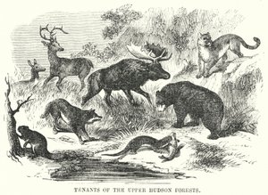 Mieter der oberen Hudson-Wälder (Gravur) von English School