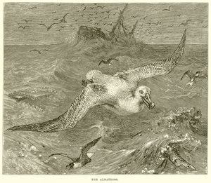 Der Albatros von English School