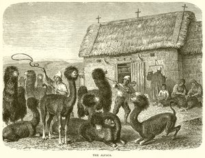 Das Alpaka von English School
