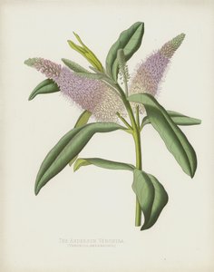 Die Anderson Veronica, Veronica Andersonii von English School