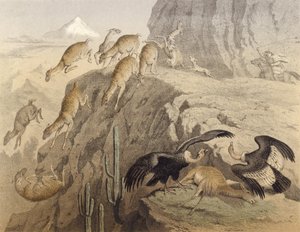Die Anden in Peru, Jagd auf das Lama, der Kondor von English School