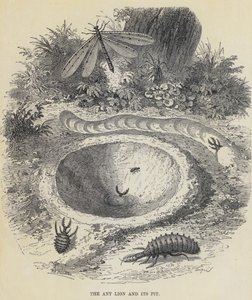 Der Ameisenlöwe und seine Grube