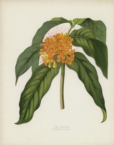 Die Asoca, Jonesia Asoca von English School