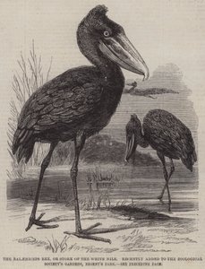Der Balaeniceps rex oder Storch des Weißen Nils, kürzlich hinzugefügt zu den Gärten der Zoologischen Gesellschaft, Regent