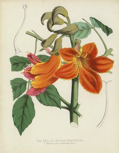 Die Glockenblütige Spathodea, Spathodea Campanulata von English School