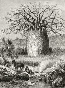 Der Flaschenbaum, aus 
