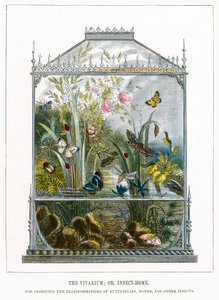 Das Schmetterlingsvivarium von English School