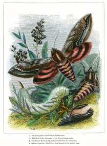 Das Schmetterlingsvivarium von English School