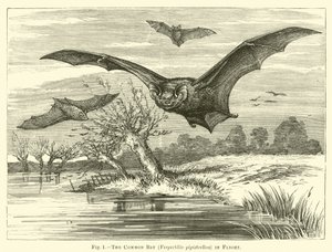Die Fledermaus, Vespertilio pipistrellus, im Flug von English School