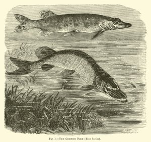 Der Hecht, Esox lucius von English School