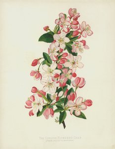 Der Reichblühende Zierapfel, Pyrus (Malus) Floribunda von English School