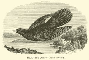 Der Kuckuck, Cuculus canorus von English School