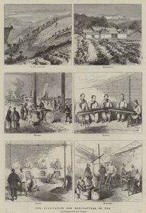 Der Anbau und die Herstellung von Tee