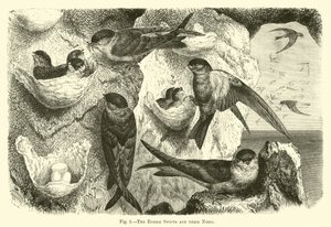 Die essbaren Mauersegler und ihre Nester von English School