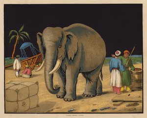Der Elefant von English School