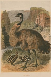 Der Emu von English School