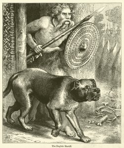Der Englische Mastiff