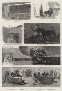 Die Flucht der Löwen aus der Menagerie in Birmingham von English School
