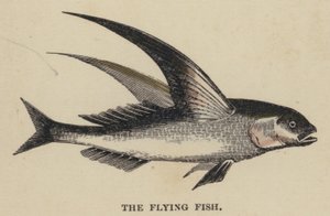 Der fliegende Fisch (kolorierte Gravur) von English School