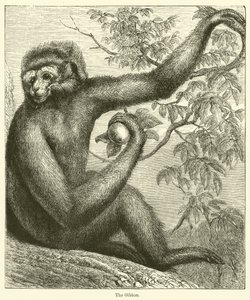 Der Gibbon (Gravur) von English School