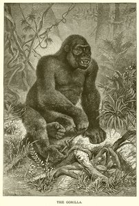 Der Gorilla von English School