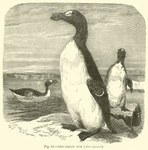 Der Große Auk, Alca impennis von English School