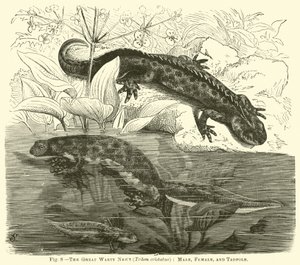 Der Große Warzige Molch (Triton cristatus), Männchen, Weibchen und Kaulquappe von English School
