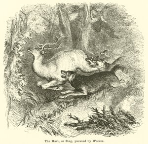 Der Hirsch, oder Hirsch, verfolgt von Wölfen von English School