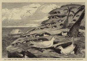 Das Zuhause des Paille en Queue ("Phaeton Aetherius"), oder Bootsmannvogel, Round Island, nahe Mauritius