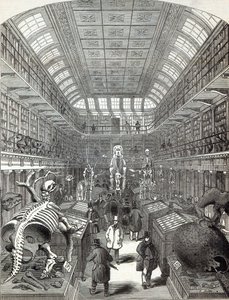 Das Hunterian Museum am Royal College of Surgeons, aus 