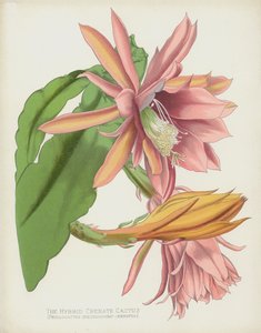 Der Hybride Gekerbte Kaktus, Phyllocactus Speciosissimo-Crenatus von English School