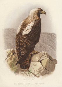 Der Kaiseradler, Aquila Imperialis (Farblithografie) von English School