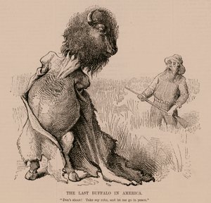 Der letzte Büffel in Amerika