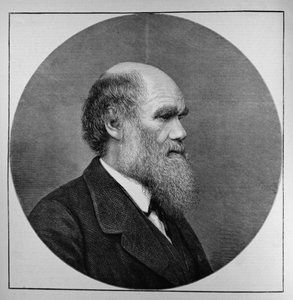 Der verstorbene Mr. C. R. Darwin, FRS, LLD, aus The Illustrated London News, 29. April 1882 von English School