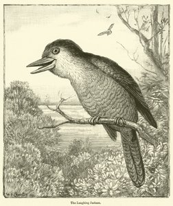 Der Lachende Hans (Gravur) von English School