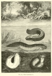 Die Lepidosiren von English School