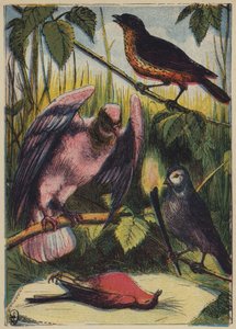 Der Hänfling, die Taube und Cock Robin von English School