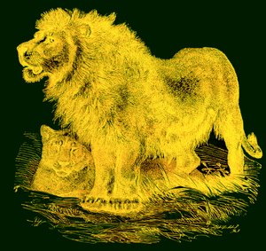 Der Löwe, Illustration aus J. G. Woods Illustrierte Naturgeschichte, veröffentlicht um 1850 von English School