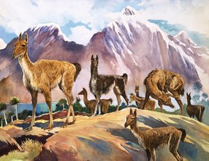 Das Lama, Illustration aus 